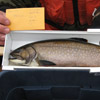 Brook trout, Tangier Grand Lake Wilderness Area, NS