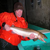 Captive Salmon