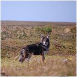 Coyote