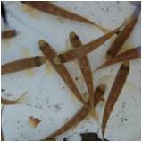 Recaptured Atlantic salmon juveniles