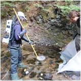 Electrofishing salmon