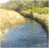 Freshwater
