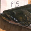 Male brook charr – head