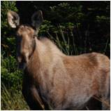 Moose