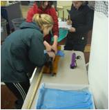 Measuring salmon