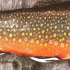 Rupert River brook charr