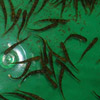Salmon alevins in the lab