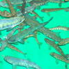 Salmon juveniles in the lab
