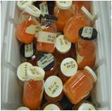 Salmon eggs